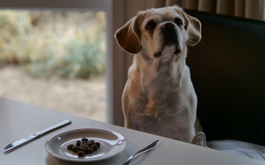 Mensch & Tier kleiner Hund