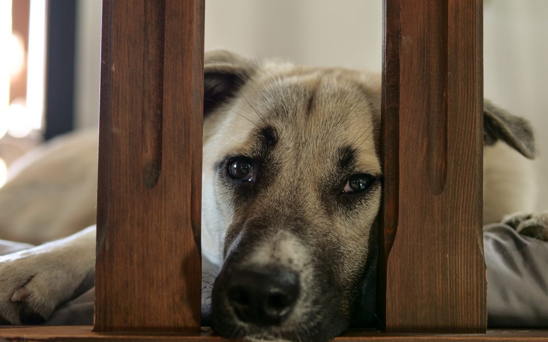 Mensch & Tier großer Hund